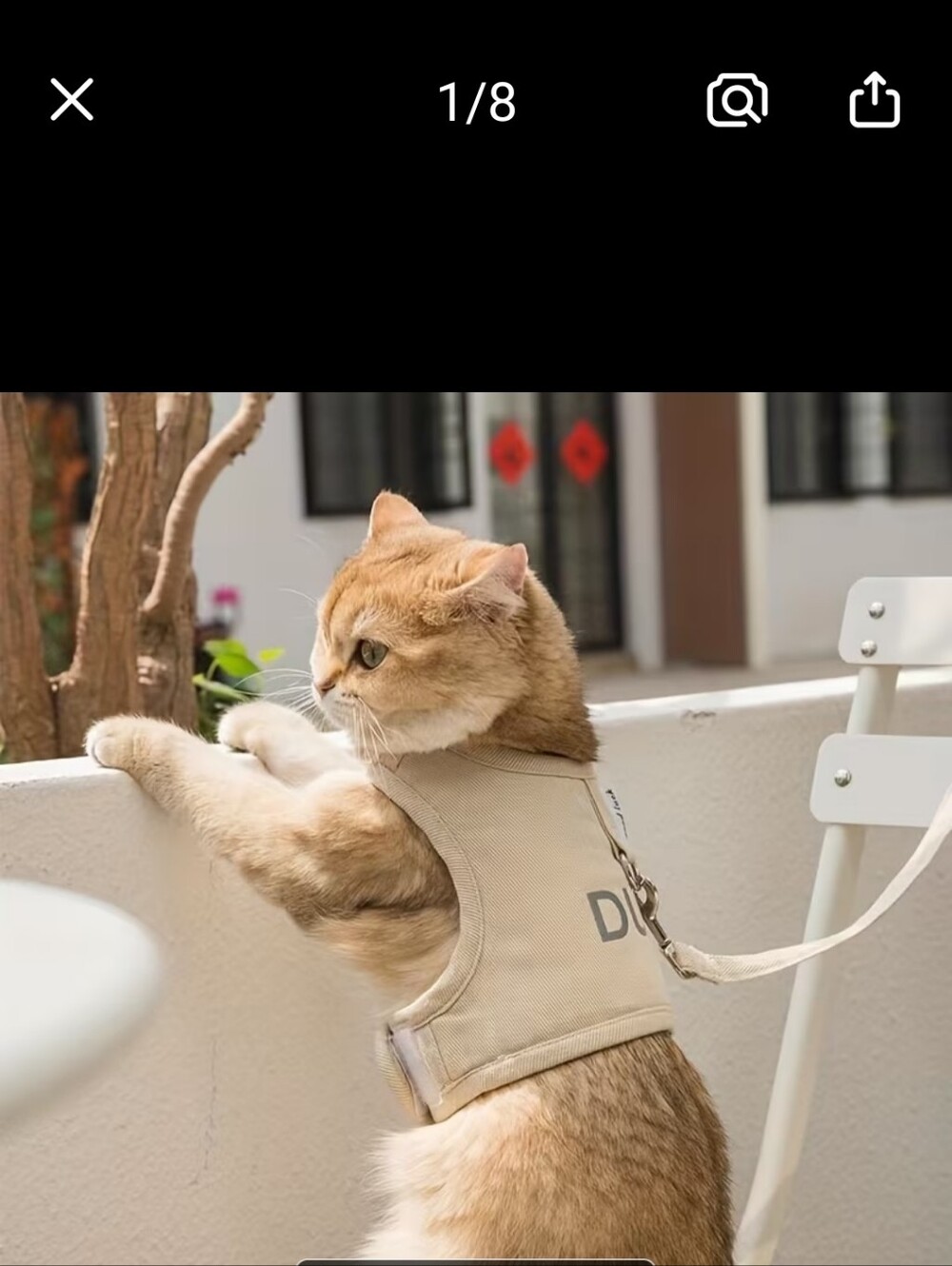 Khaki Cat Harness with Leash - Comfortable Secure Fit